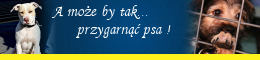 baner260 ok1